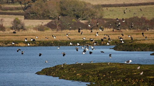 A flock of lapwings have just taken off from the calm waters of Newtown estuary in cool winter sunlight